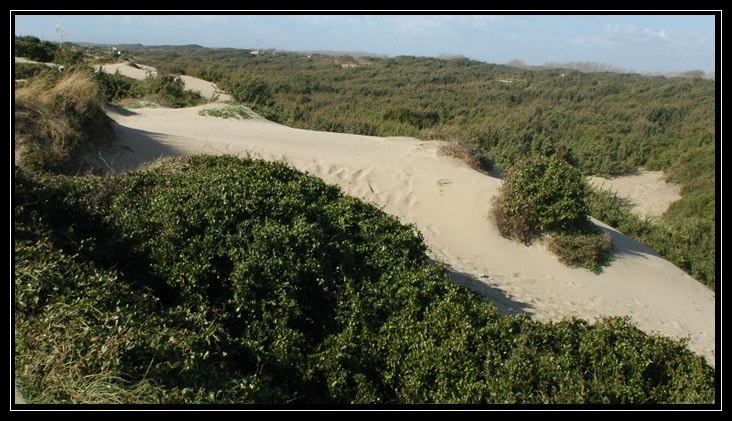 Le dune di Castel Porziano